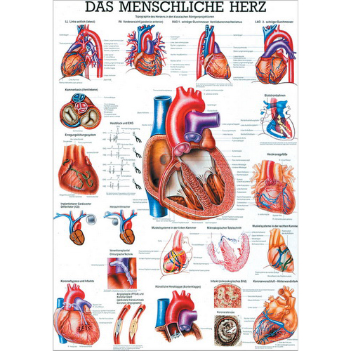 Anatomische Lehrtafel "Das menschliche Herz"