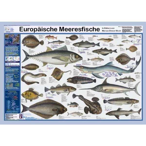 Bio-Poster "Europäische Meeresfische"