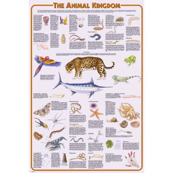 Feenixx-Poster "Animal Kingdom"