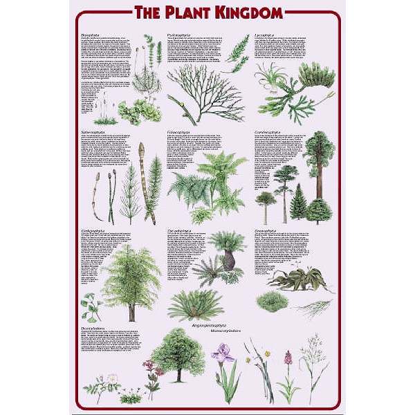 Feenixx-Poster \"Plant Kingdom\"