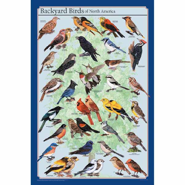 Feenixx-Poster "Backyard Birds of North America"