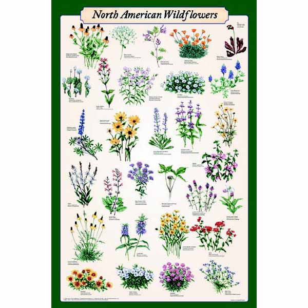 Feenixx-Poster \"North American Wildflowers\"