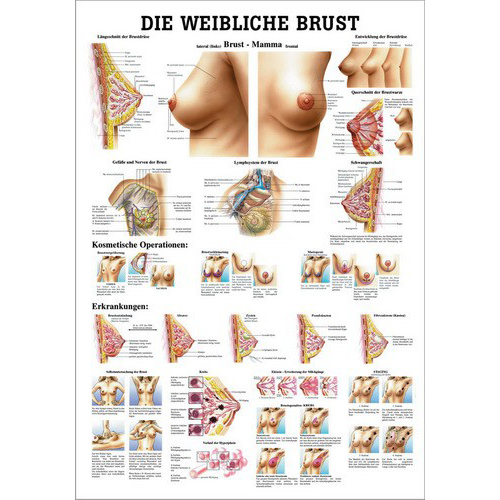 Anatomie-Poster "Die weibliche Brust"